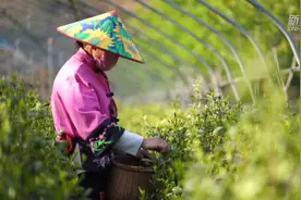 “南茶北引”：太行深处采茶忙视频封面