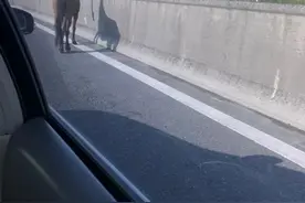 今早火遍杭州的高架小母马，主人找到了！离家出走原因有点哭笑不得...图片