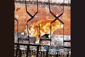 海口一橘猫被困楼顶十余天面临脱水危险 市民捐款租吊车救猫图片