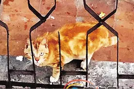 海口一橘猫被困楼顶十余天面临脱水危险 市民捐款租吊车救猫图片