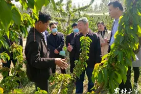 根瘤病、流胶病别愁，聊城这支林业科技服务队线下线上帮你忙图片