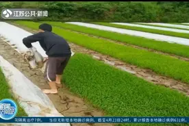 无纺布紧缺急坏宿迁农民，专家支招，育秧用上蛇皮布，管用！视频封面