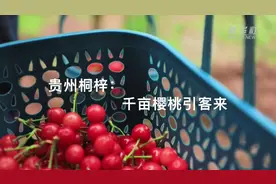 贵州桐梓：千亩樱桃引客来视频封面