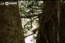 这就是山东丨“爱鸟周”记者带你去探园 看看野生动物们都“忙”啥视频封面