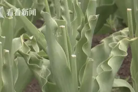 100种80万株！大批游客赏花 日本公园忍痛割掉郁金香图片