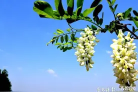 山东宁阳槐花节 唱响线上线下“经济戏”图片