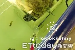 前晚蛋壳冒水珠！「钻纹龟」宝宝破壳瞬间嘴角带笑图片