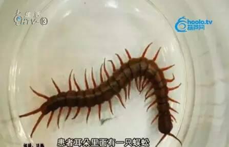蜘蛛进耳朵里怎么办
