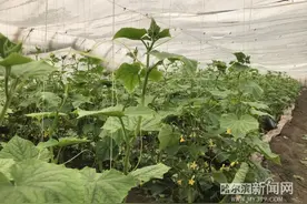 甜脆的“亮玉”黄瓜抢鲜上市喽｜日均3000斤直供哈达和“小区团长”图片