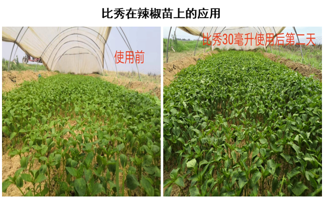 三生物刺激素复合产品来袭！氨基酸+甲壳素+微生物分泌物，抗逆又营养