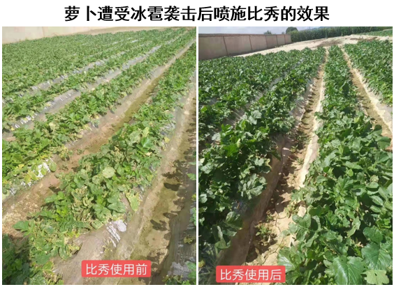 三生物刺激素复合产品来袭！氨基酸+甲壳素+微生物分泌物，抗逆又营养