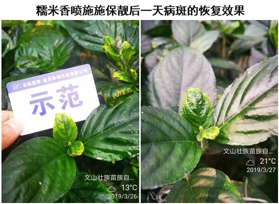 三生物刺激素复合产品来袭！氨基酸+甲壳素+微生物分泌物，抗逆又营养