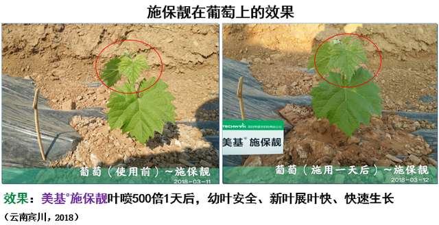 三生物刺激素复合产品来袭！氨基酸+甲壳素+微生物分泌物，抗逆又营养