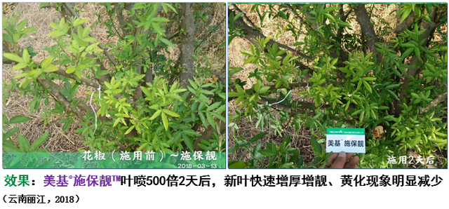 三生物刺激素复合产品来袭！氨基酸+甲壳素+微生物分泌物，抗逆又营养