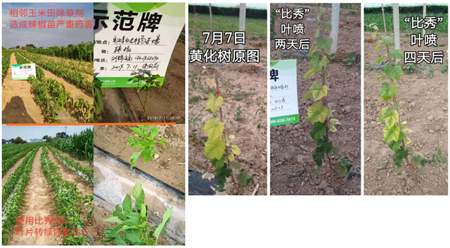 三生物刺激素复合产品来袭！氨基酸+甲壳素+微生物分泌物，抗逆又营养