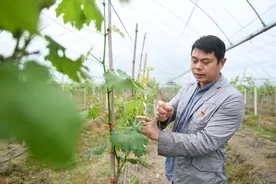 日本经验助力福建农民探索“圆梦村”之路图片
