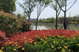 嘉定：南翔的这条河道再升级，你还不去走走吗？图片