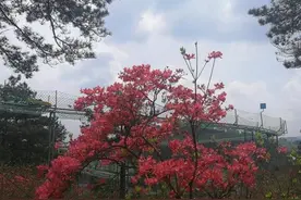 从现在起，给你一个月的时间，去海拔千米的磐安高姥山看杜鹃花，还可以玩浙中第一高山滑道图片