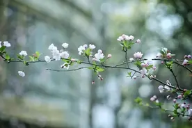 上海辞书出版社：人间四月，邀您共赴一场诗词鉴赏之约图片