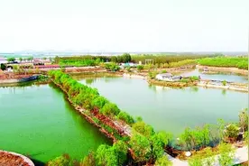 黄河岸边，桃花喜人图片