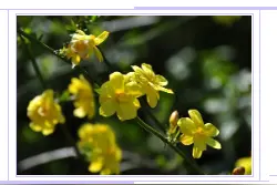 舌尖上的药材 | 春天的使者，疮家圣药——连翘图片