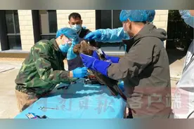 飞吧！回家！河南放归17只野生动物图片