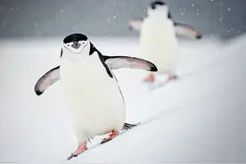 世界企鹅日 一起围观呆头鹅们的搞笑日常图片