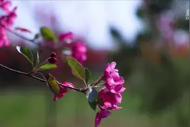 春意正浓 踏青赏花正当时视频封面