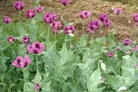 治偏瘫、治便秘、缓解肠胃...各种奇葩理由种罂粟，全部处以行政拘留图片