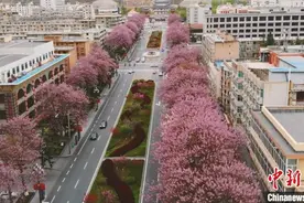 风景这边独好！桐树大道花开成景，可与樱花相媲美图片