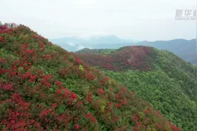 江西湘东：漫山杜鹃迎客来视频封面