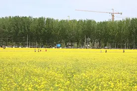 13万平方米油菜花盛开 丰台王佐怪村开启云赏花模式图片