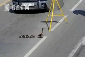太有爱了！鸭子一家过马路 俄罗斯交警喊司机停车图片