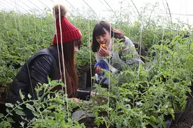 盘锦碱地柿子：扎根盐碱地的番茄图片