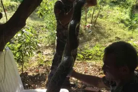 大鹏野生动物迷惑行为大赏，你觉得哪个动物最有趣？图片