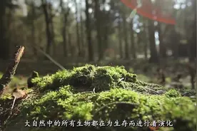 昆虫王国“伪装高手”图片