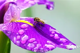 换个角度看春天 微距镜头看春雨图片