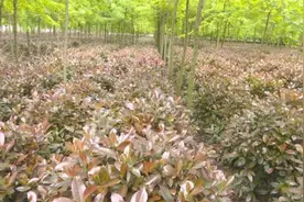 上蔡县花木种植大户开小锋：70亩红叶石楠滞销图片