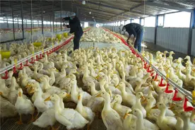 新疆洛浦：“小肉鸭”变身脱贫大产业图片