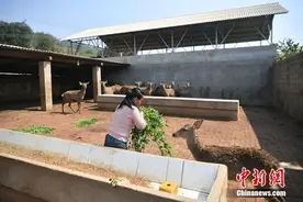 全面禁食野生动物后“他们”和“它们”该何去何从？图片