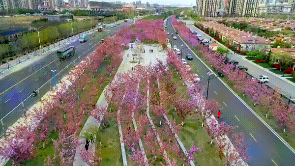 全景航拍：烟台滨海东路樱花大道晚樱盛开图片