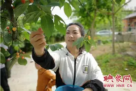 信阳市浉河区：采摘游火爆茶乡图片