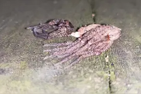 30秒|胆小慎入！如何快速长大变高？巨蟹蛛：蜕皮视频封面