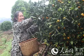 贫困户潘林凤：弱女子撑起一个家图片