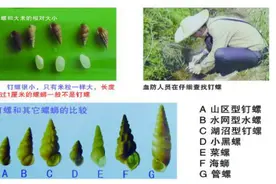 一颗小螺 可要人命 义乌人看到这两种螺千万要当心图片