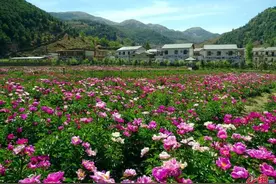 四川会东：人间四月芳菲尽 山中芍药次第开(图)图片