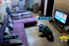 主人假装晕倒，狗狗们是啥反应？今天18:00档，《正大综艺·动物来啦》带您一探究竟图片