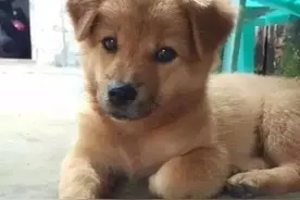 这种狗狗也不让养了！网友炸锅图片