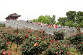 花开南阳 云上月季图片