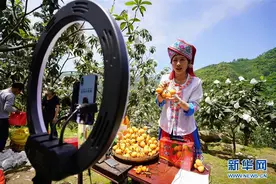 广西龙胜：枇杷成熟上市图片